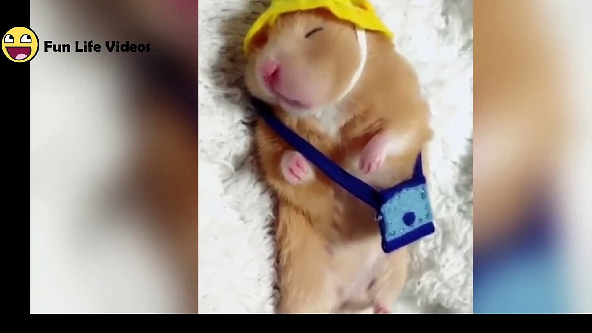 Funny Hamsters Videos Compilation #2 Cute And Funniest Hamster - video  Dailymotion
