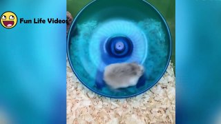 Funny Hamsters Videos Compilation #3  Cute And Funniest Hamster