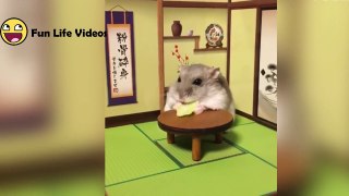 Funny Hamsters Videos Compilation #4  Cute And Funniest Hamster