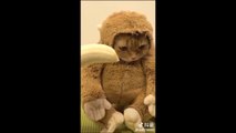 Animals & Pets ▷Pet news,funny photos,cute animal videos