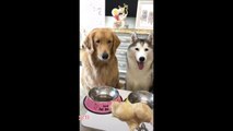 Cute Dog Doing Funny Things Funny Animals Videos