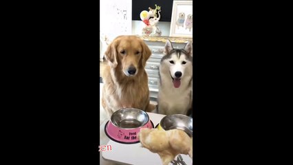 Cute Dog Doing Funny Things Funny Animals Videos