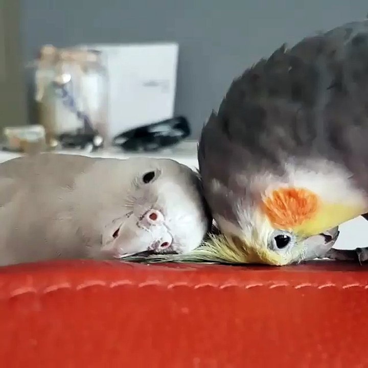 2 birds doing some training on the coach