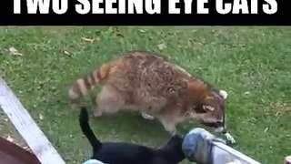 When you're a blind raccoon, you need some friends to guide you...