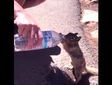 This thirsty squirrel casually reached out for a Grand Canyon visitor's water bottle and drank every last drop 