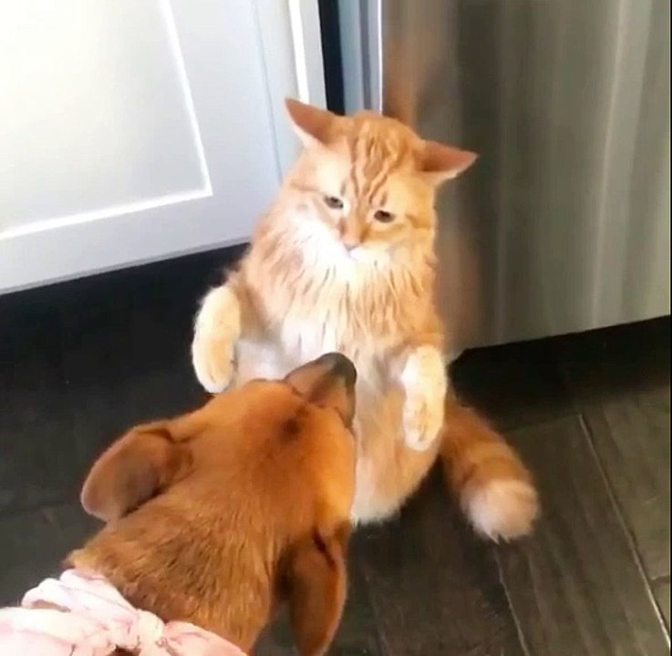 Funny cat slaps dog video Dailymotion
