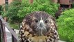 Young Red-tailed hawk checking out a birdcam
