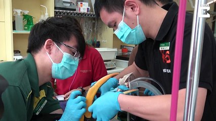 Grateful bird receives 3D-printed helmet following cancer diagnosis