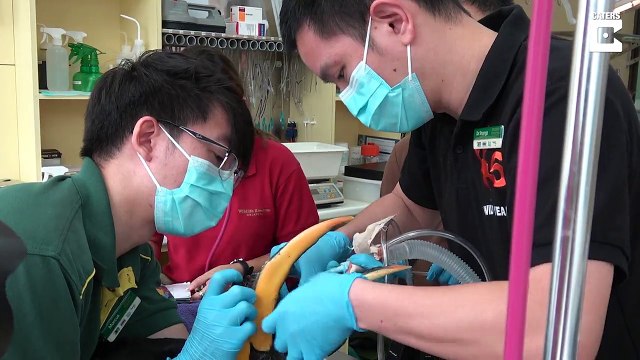 Grateful bird receives 3D-printed helmet following cancer diagnosis