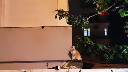 Antalya 6'ncı Kattan Düşen Kedisine Kavuşunca Gözyaşı Döktü