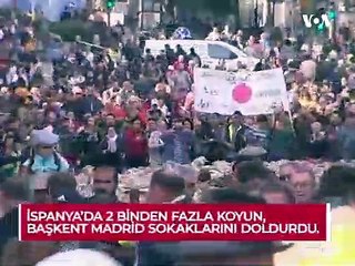 Binlerce koyun sokağa indi