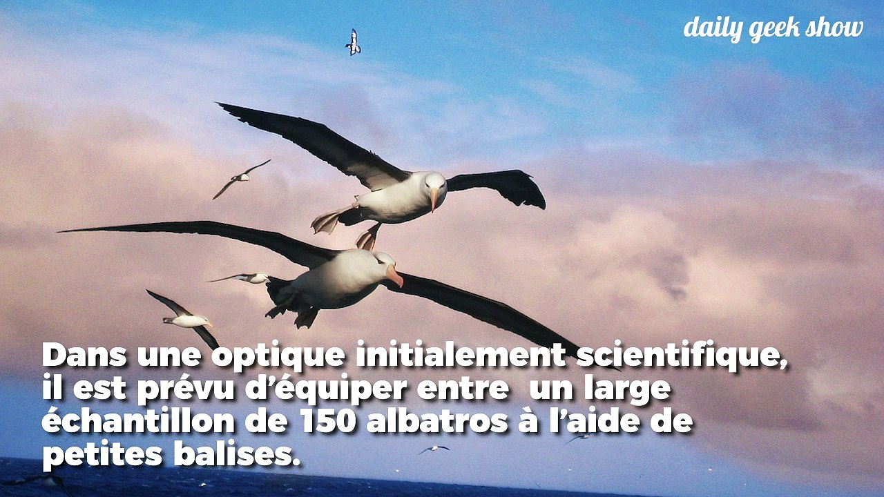Utiliser des Albatros pour traquer les bateaux de pêche illégaux