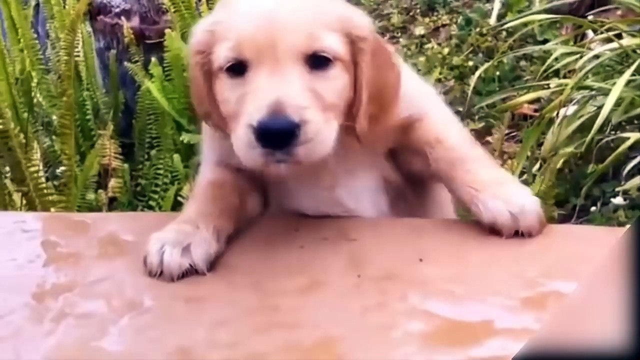 Best Funny and Cute Puppy Videos Compilation 2017 -Cute Overload