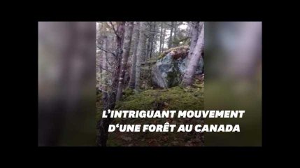 Cette forêt "respire" pendant la tempête au Canada
