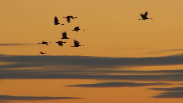 Au lac du Der, le spectacle migratoire des grues cendrées a commencé