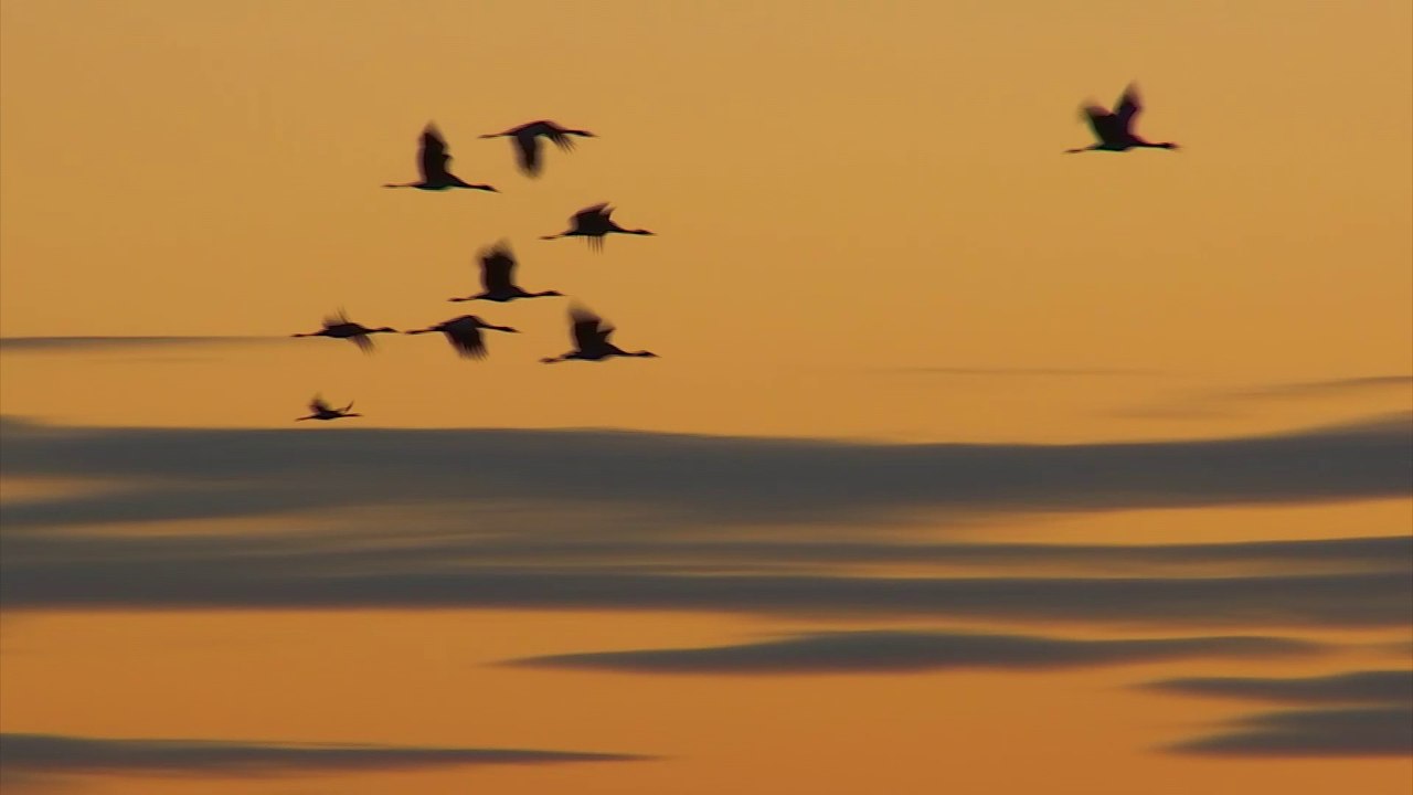 Au lac du Der, le spectacle migratoire des grues cendrées a commencé