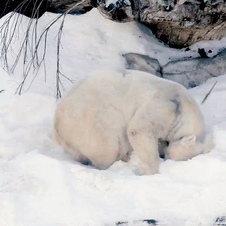 SaltoBear - gifs