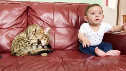Baby and Cat Fun and Fails - Funny Baby Video