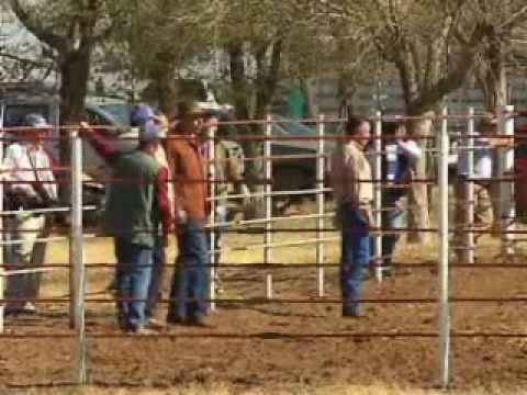 Libera Semarnat a 23 bisontes americanos en Chihuahua