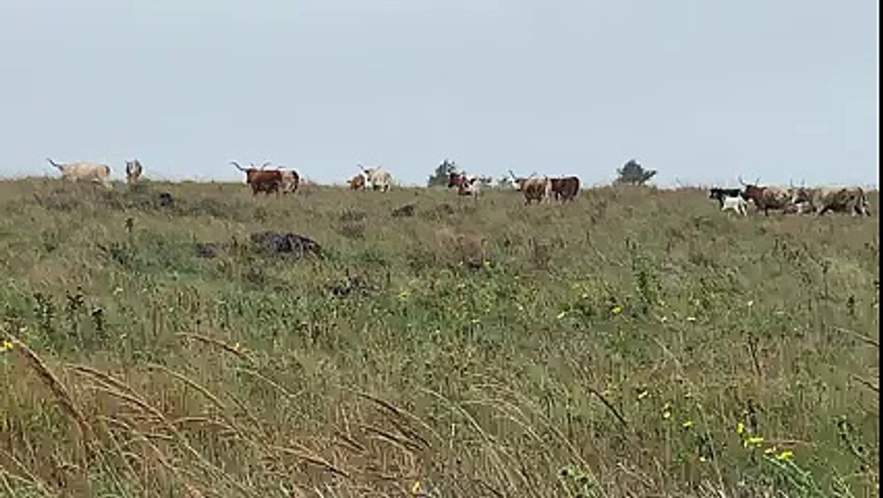 Longhorn cattle in Oklahoma