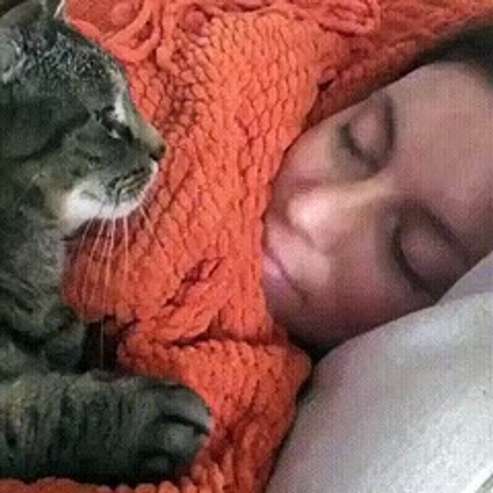 Go to sleep Hooman