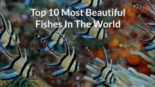 Top 10 Most Beautiful Fishes In The World