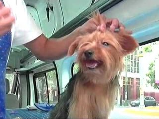 SPA para perros en el DF, un nuevo mercado
