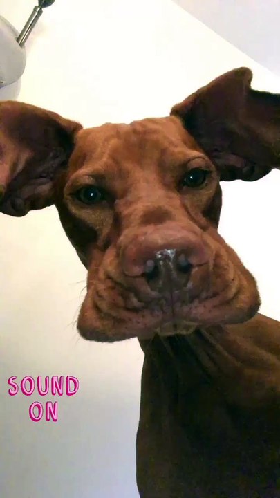 Precious Pooch Makes Goofy Face