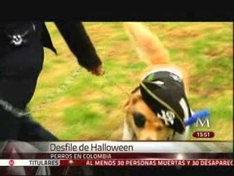 Gana Pitbull vestido de pollo concurso de Halloween en Colombia