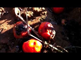 El sueño se vuelve realidad, un día sin mexicanos en Alabama