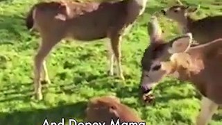 The Great Bambi(nos)