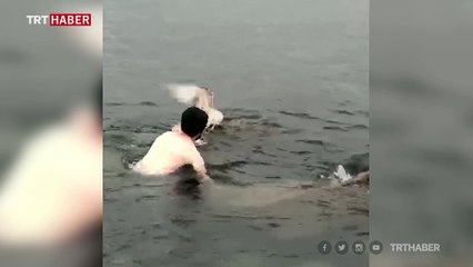 Ordu'da sahte balık yemeye çalışan martı son anda kurtarıldı