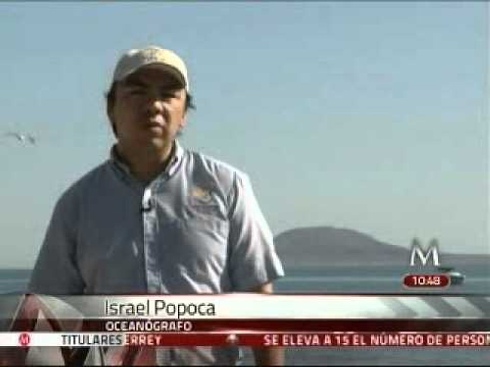 Variedad de especies marinas en el Mar de Cortés