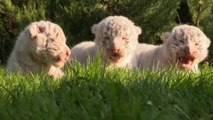 Nacen tres tigres de Bengala en el parque Taigan de Ucrania