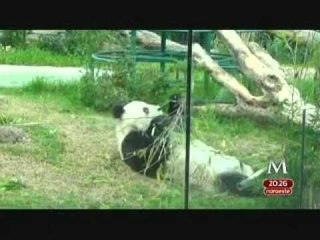Zoológico de Chapultepec: una opción en Semana Santa