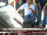 Capturan en Sonora a un tiburón de cerca de una tonelada de peso