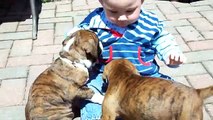2 Puppies And A Baby – Cuteness Overload!