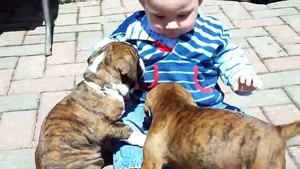 2 Puppies And A Baby – Cuteness Overload!