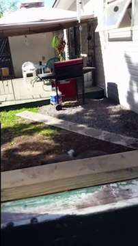 Dog Owner Builds Window So Neighbour Can Pet Dogs