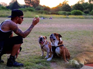 lewis hamilton dog coconut