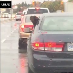 "I just saw a dog eating rain out of a car window..." 