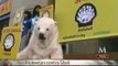 Protestan 'Osos polares' a favor del Ártico en la Ciudad de México