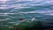 Un phoque a été à deux doigts de perdre la vie après l'attaque d'un grand requin blanc !