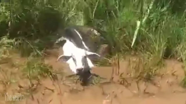 Cette pauvre vache ne peut rien faire face à cet anaconda