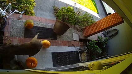 Quand 2 cerfs viennent s'embrouiller juste sous ton porche