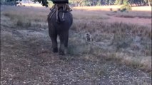 Les images incroyables d'un tigre qui fait face à un éléphant