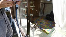 窓が綺麗になって気分爽快な三毛猫姉さん