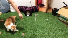 最近ニックさんの元気がない疑惑...