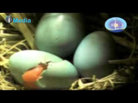 حصن المسلم كاملا - كل أدعية حصن المسلم