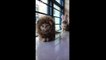 La vidéo la plus adorable de la journée... Chats déguisés